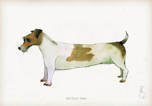 Jack Russell Terrier - fun dog art print by Tony Fernandes